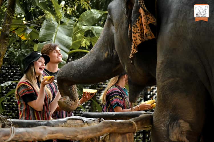 Elephant Jungle Sanctuary Phuket olifanten voeren
