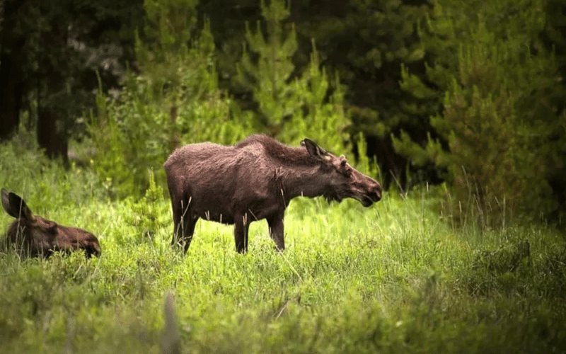 Eland safari Stockholm
