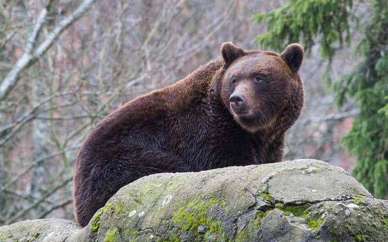 Historische Zweedse huizen