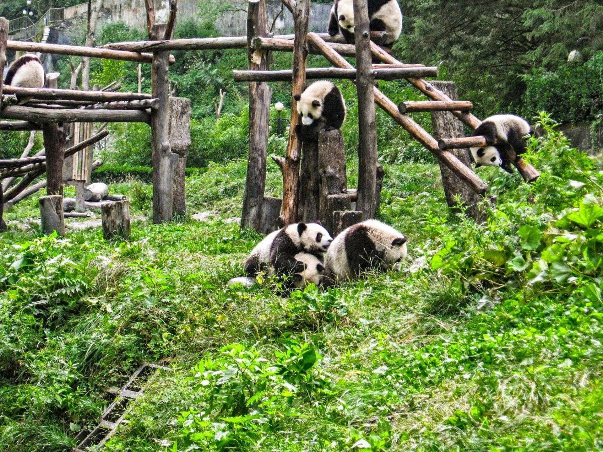 Chengdu: Panda Research Base Ticket or Private Transfer Tour - Thumbnail 2
