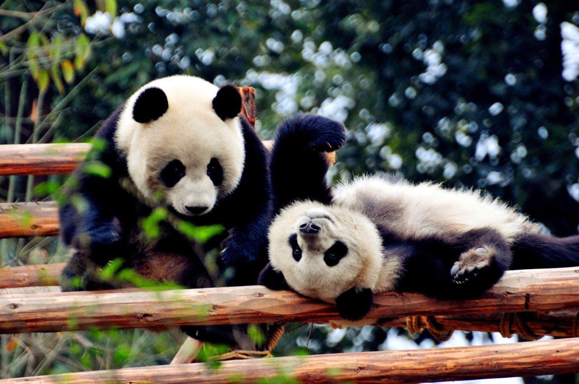 Chengdu: Private Kung Fu Panda Movie Tour with Guide - Image 1