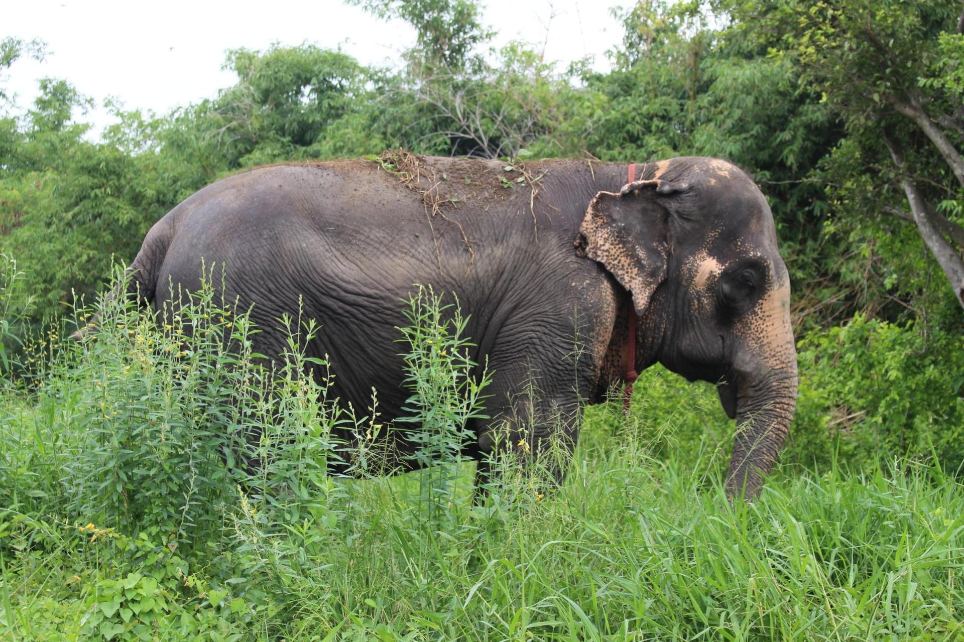 Bangkok Elephant Park Experience and Transfer - Thumbnail 2