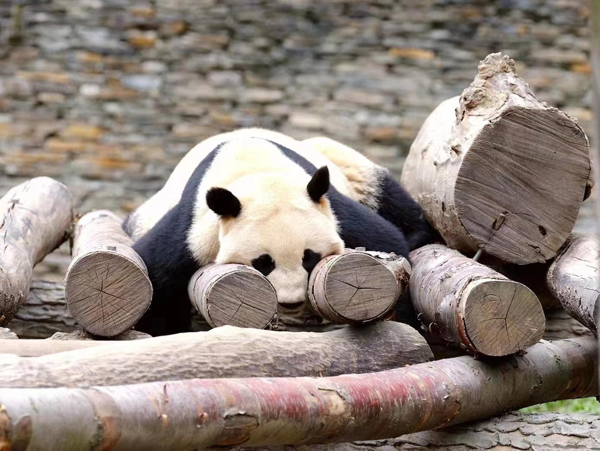 Chengdu: Giant Panda Breeding Research Base Ticket - Thumbnail 3