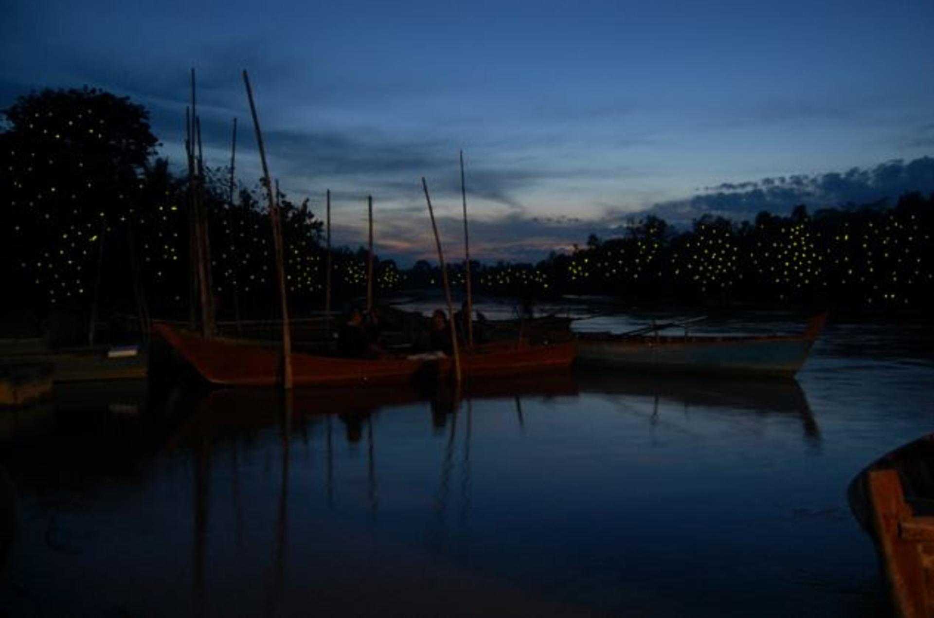 Kuala Lumpur: Fireflies & Blue Tears Tour with Seafood Meal - Thumbnail 2