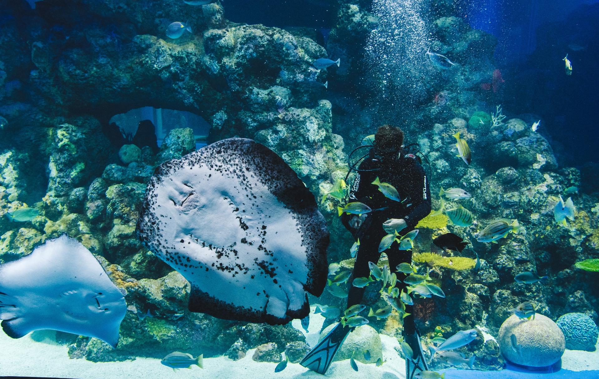 Cairns Aquarium General Admission Ticket - Thumbnail 3
