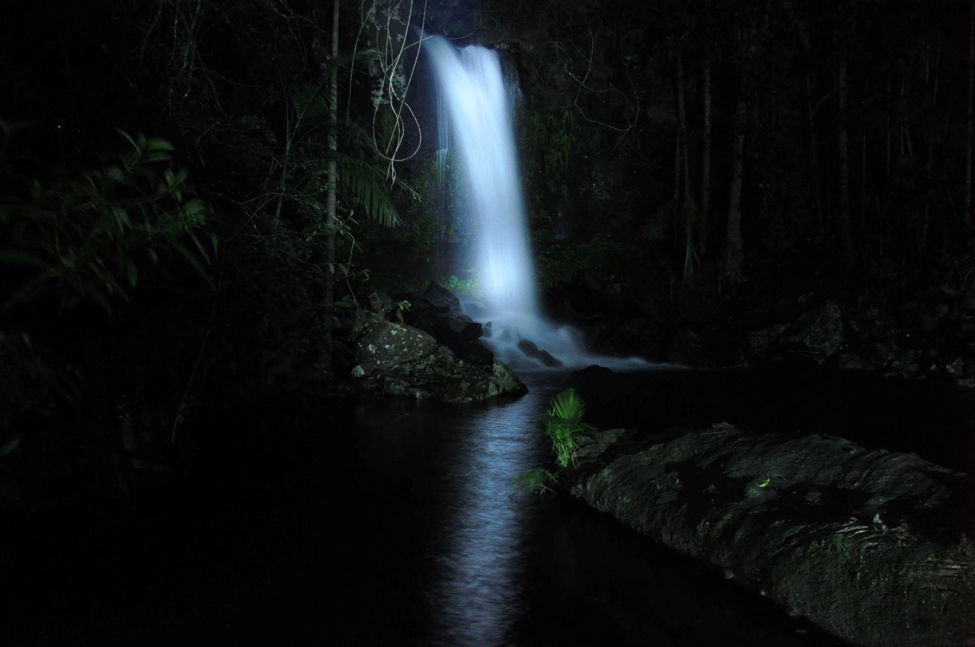 Gold Coast: Evening Rainforest and Glow Worm Experience - Thumbnail 3