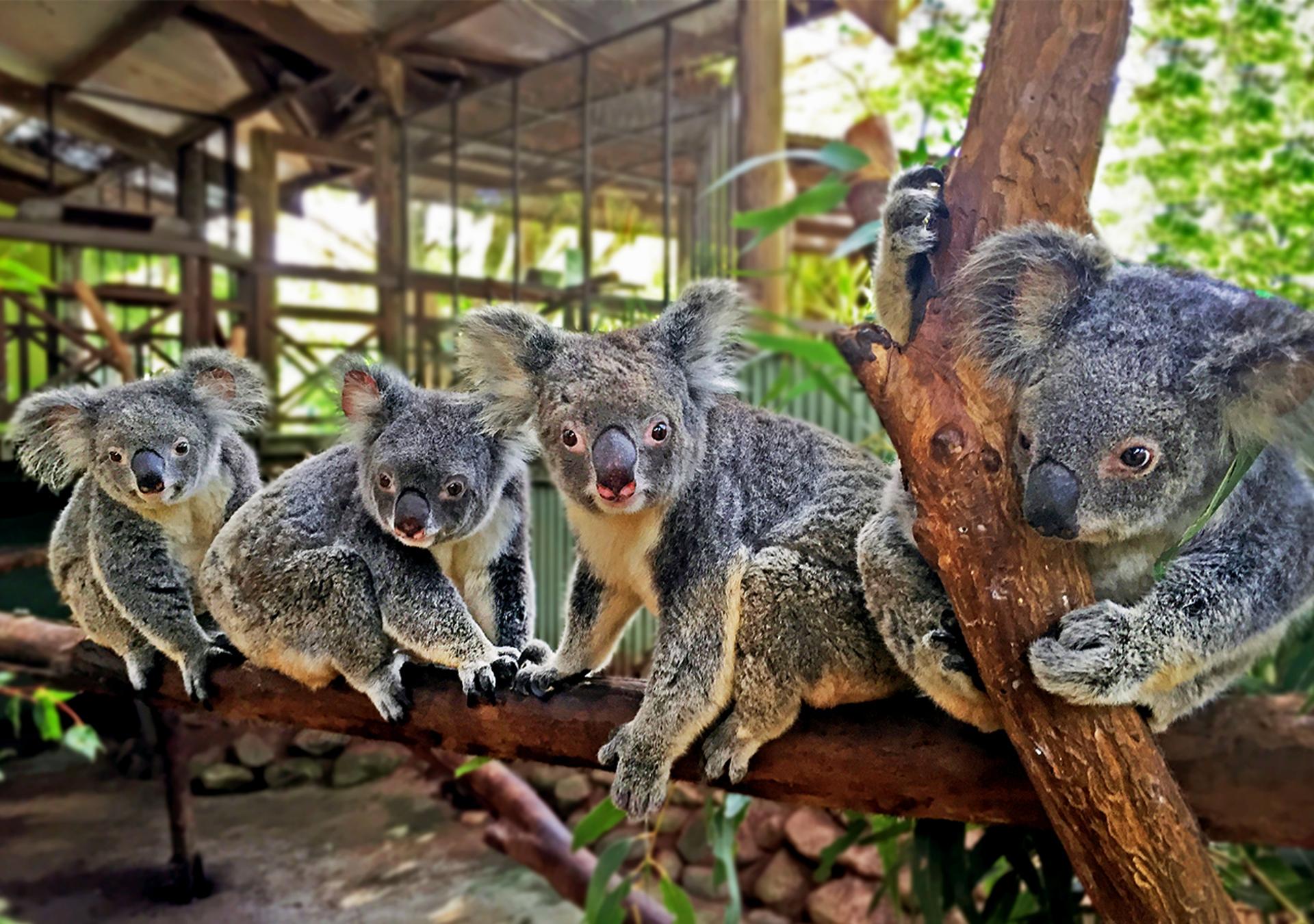 Kuranda: Rainforestation Nature Park - Thumbnail 2