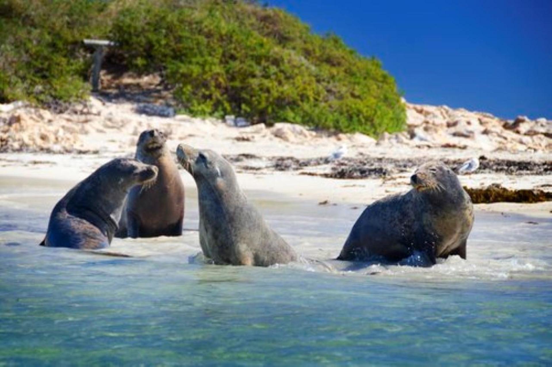 Rockingham: Shoalwater Islands, Dolphins, and Sea Lions Tour - Thumbnail 2