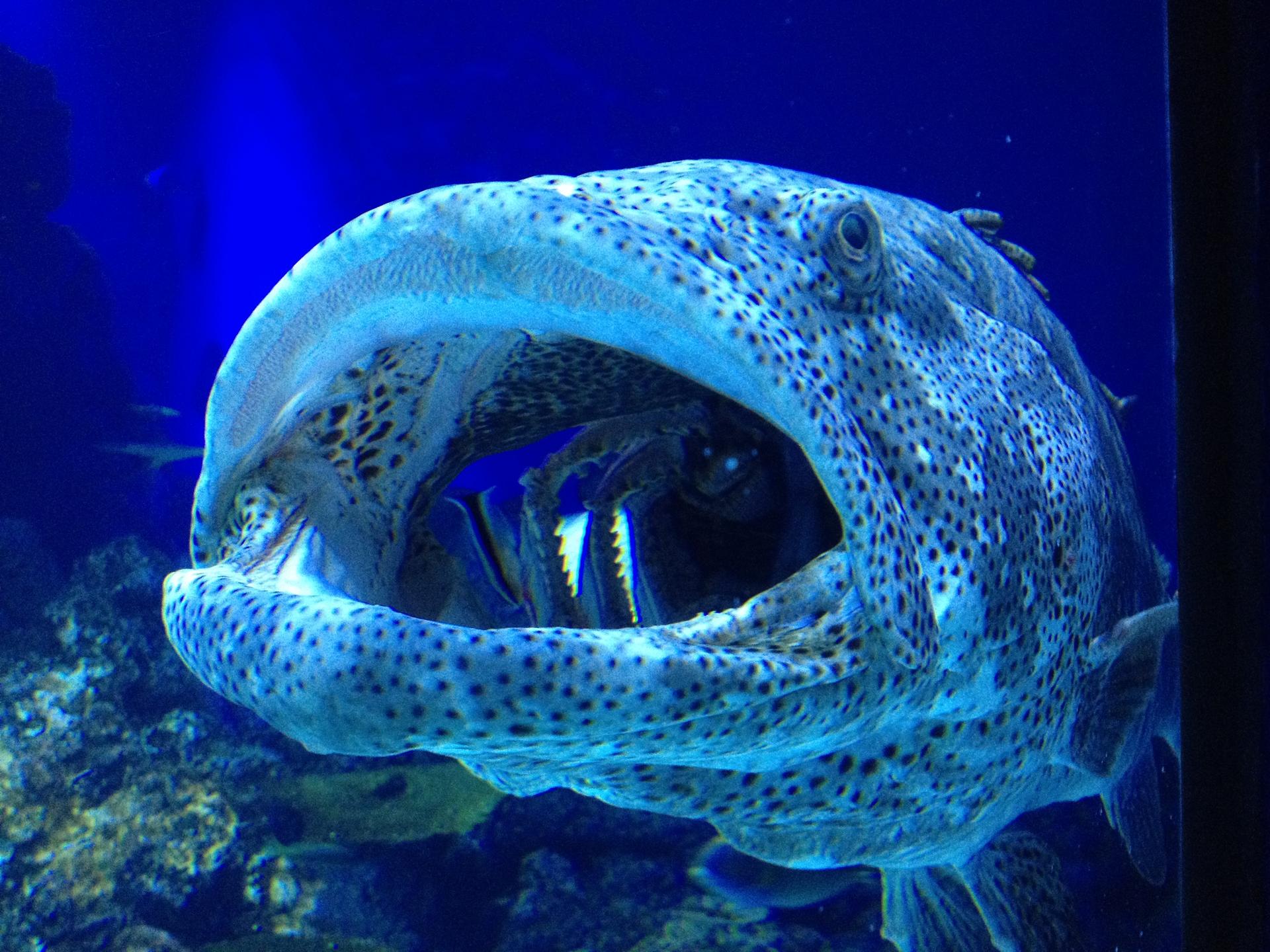 Cairns: Aquarium Guided Twilight Tour with 3-Course Dinner - Thumbnail 3