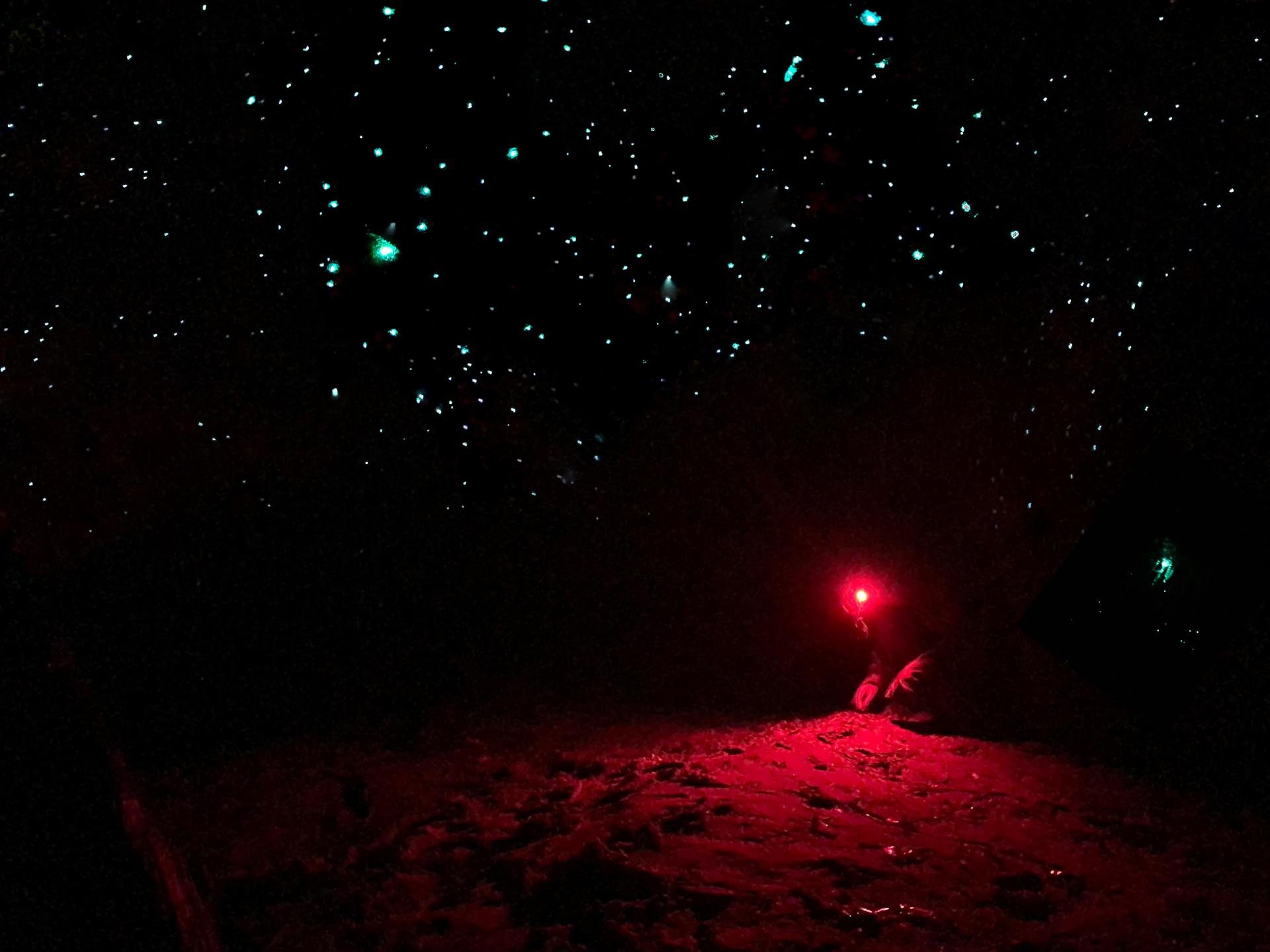 Sydney: Blue Mountains Glow Worms Wild Adventure by Night - Thumbnail 3