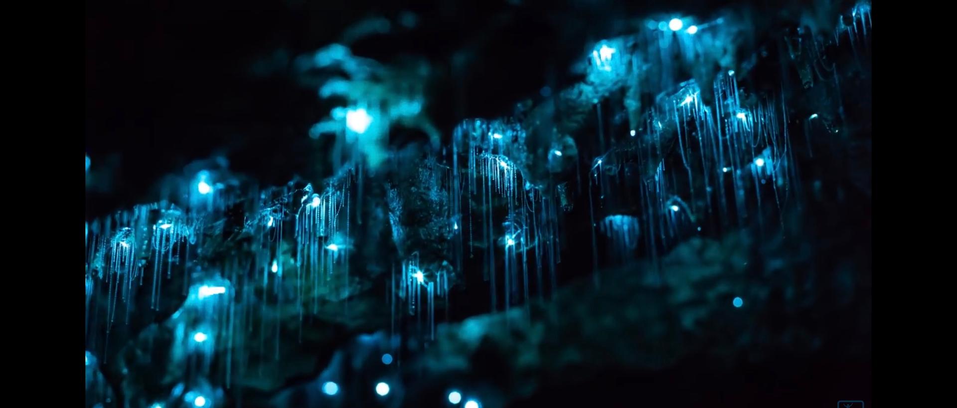 Sydney: Blue Mountains Glow Worms Wild Adventure by Night - Thumbnail 2