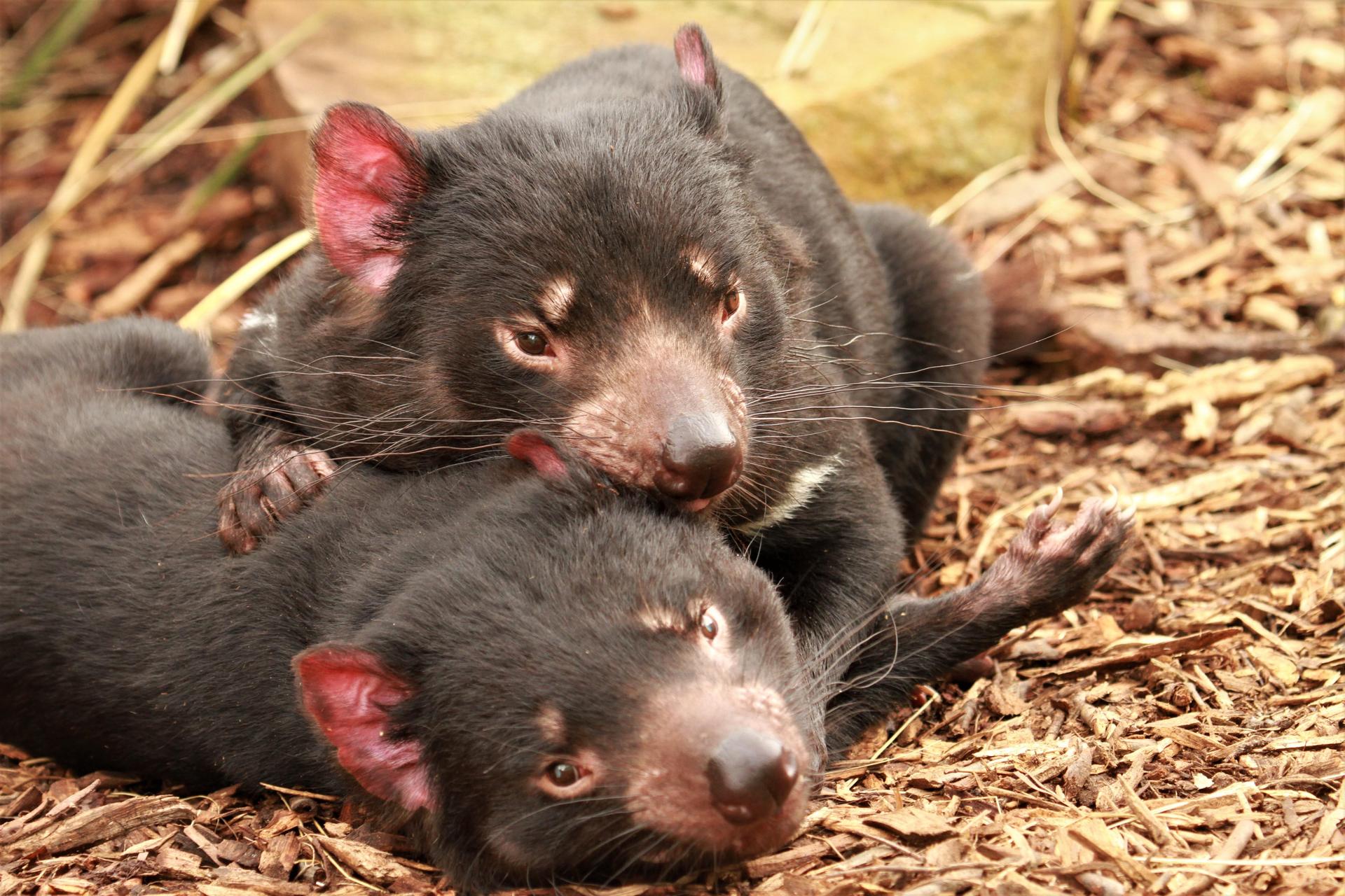 Hobart: Admission Ticket to Bonorong Wildlife Sanctuary - Thumbnail 2