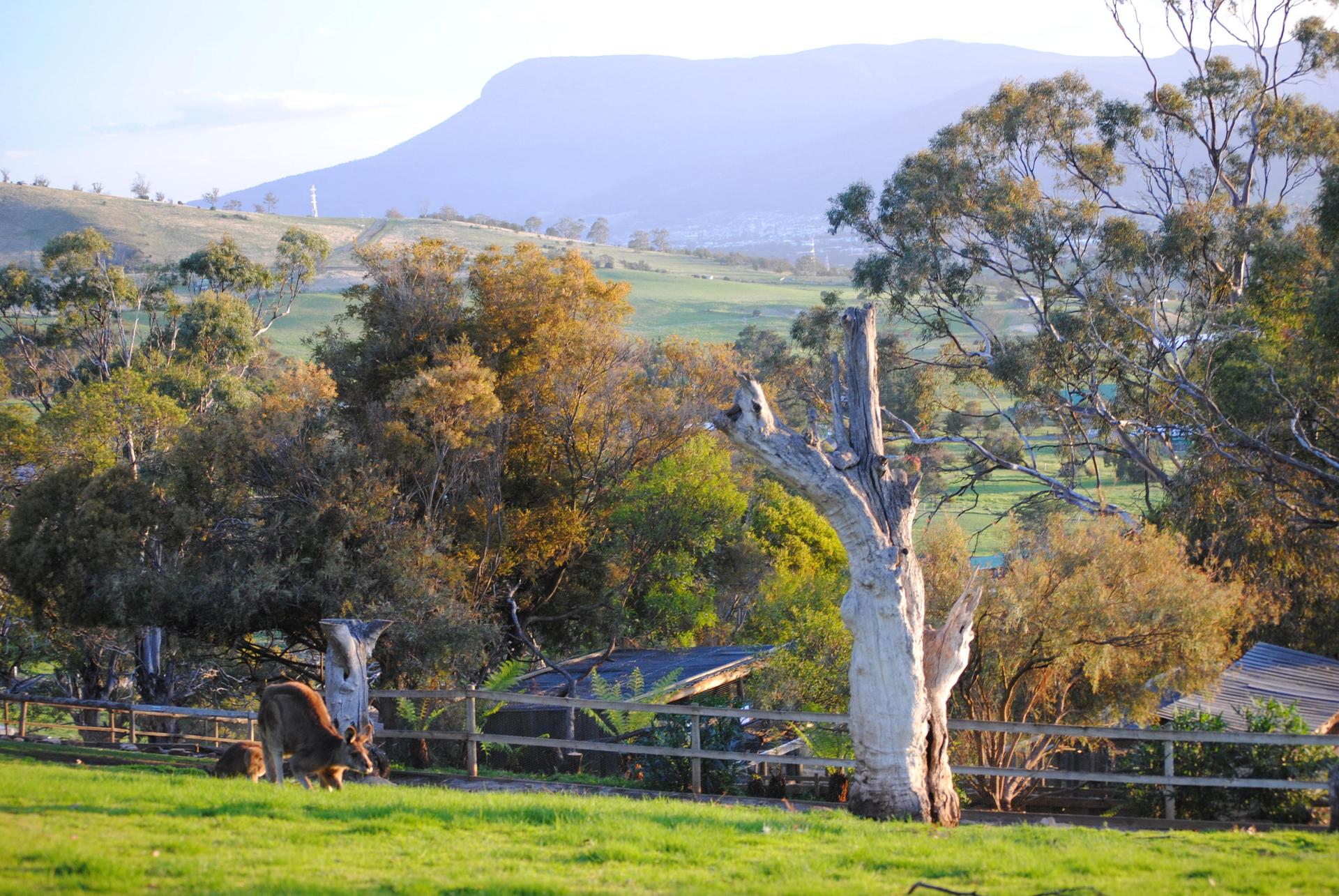 Hobart: Admission Ticket to Bonorong Wildlife Sanctuary - Thumbnail 3