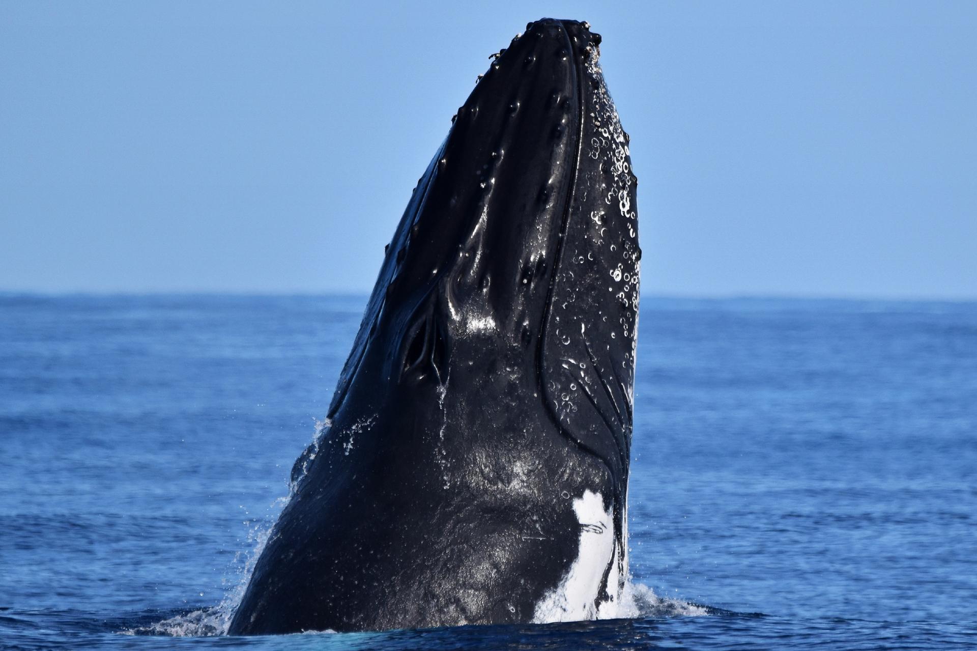 From Fremantle: 2-Hour Luxury Whale-Watching Cruise - Thumbnail 3