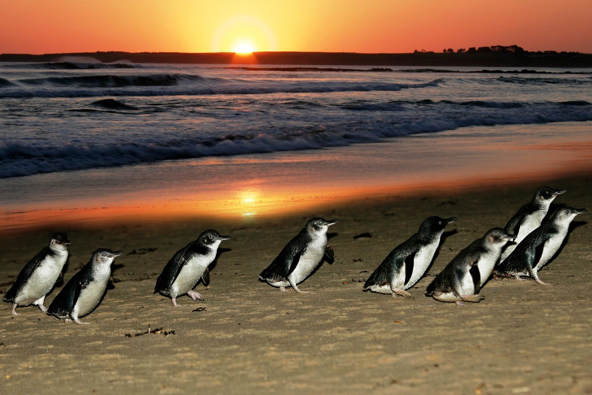 From Melbourne: Penguin Parade, Koalas & Kangaroos - Image 1