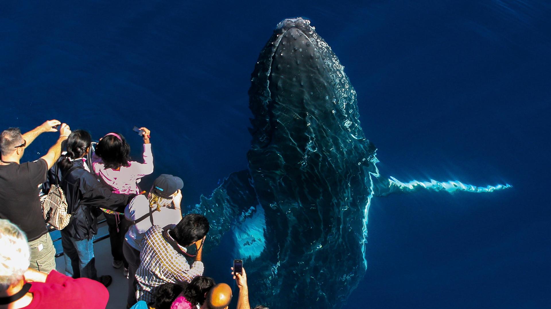 Gold Coast: Premium Whale Watching Cruise - Thumbnail 2