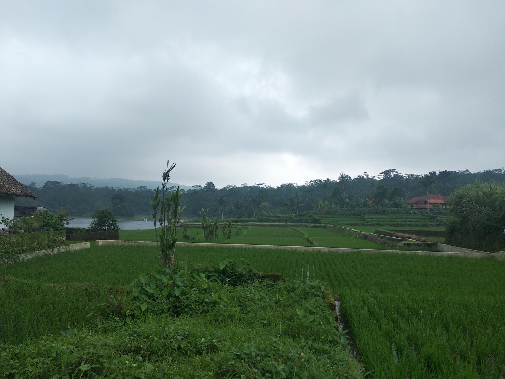 Jakarta :Volcano, HotSpring, Tea Factory, RiceField, &Coffee - Thumbnail 2
