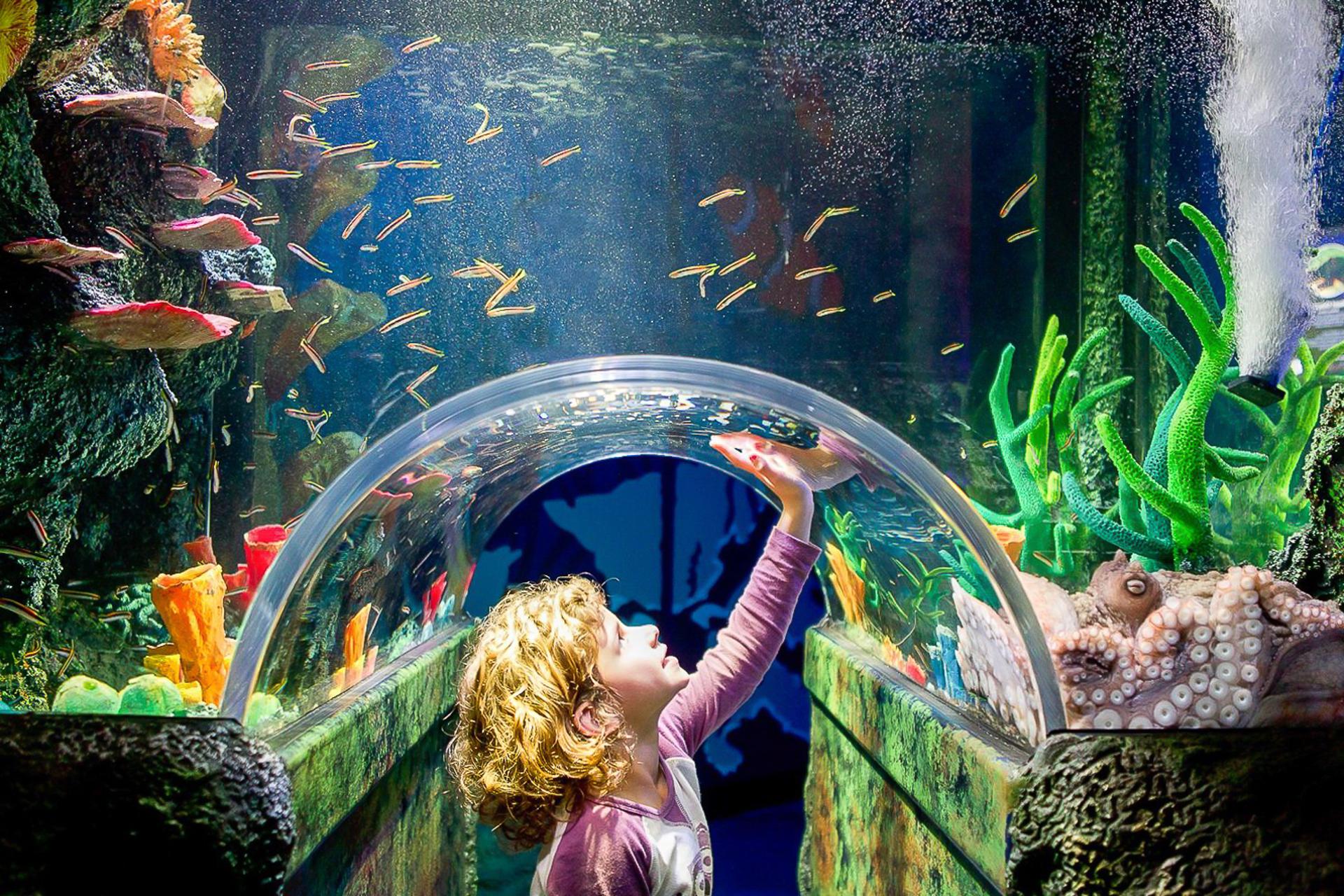 SEA LIFE Sydney Aquarium Entry Ticket - Thumbnail 2