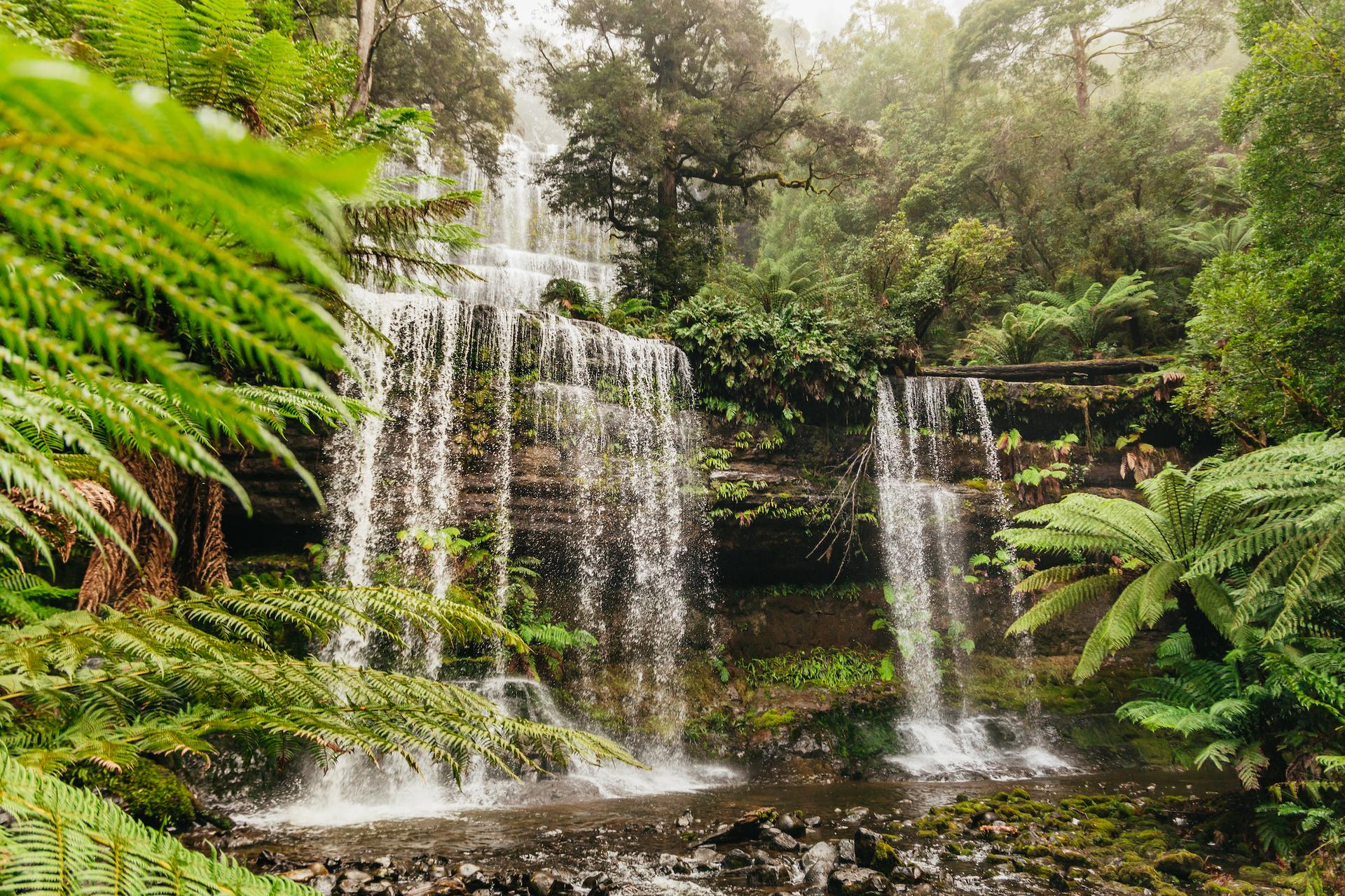 Hobart: Mt Wellington, Mt Field, Bonorong and Richmond Trip - Thumbnail 2