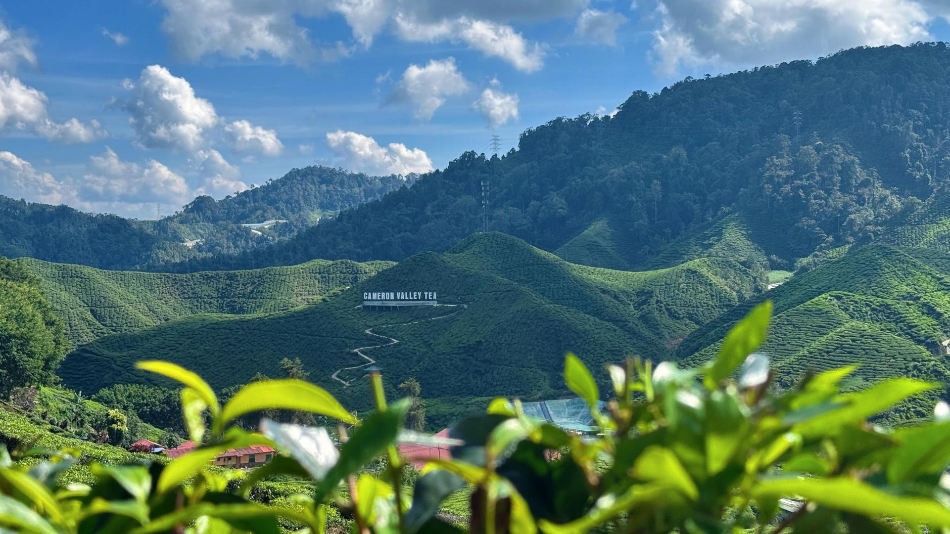 From Kuala Lumpur: Cameron Highlands Day Tour with Lunch - Thumbnail 2
