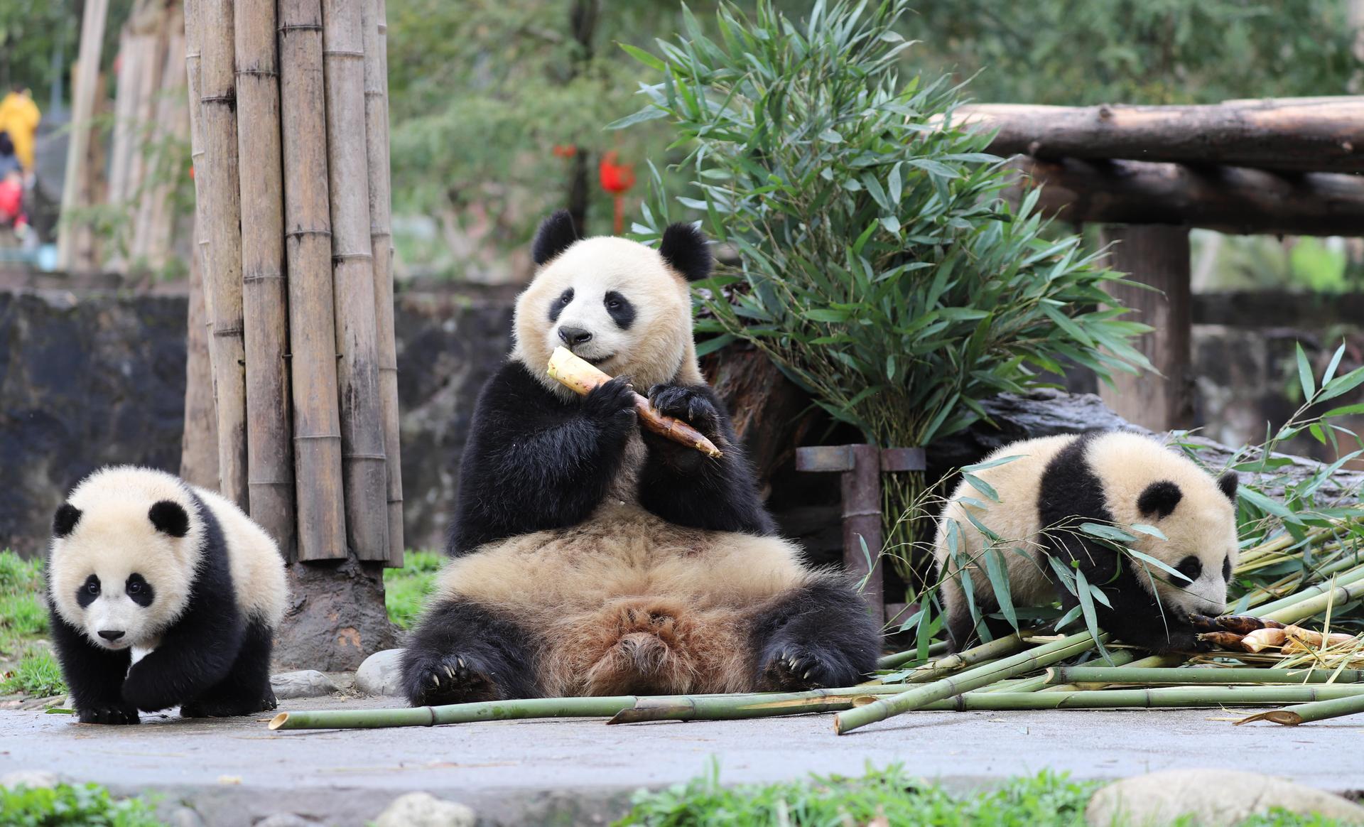 Chengdu: Private Kung Fu Panda Movie Tour with Guide - Thumbnail 3