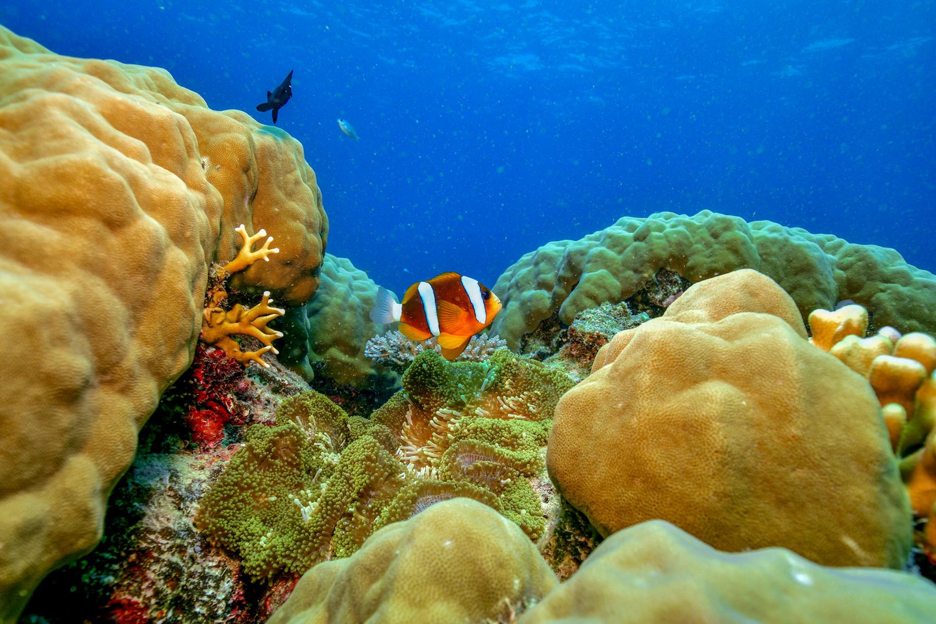 Cairns: Great Barrier Reef Snorkeling Cruise with Lunch - Thumbnail 3