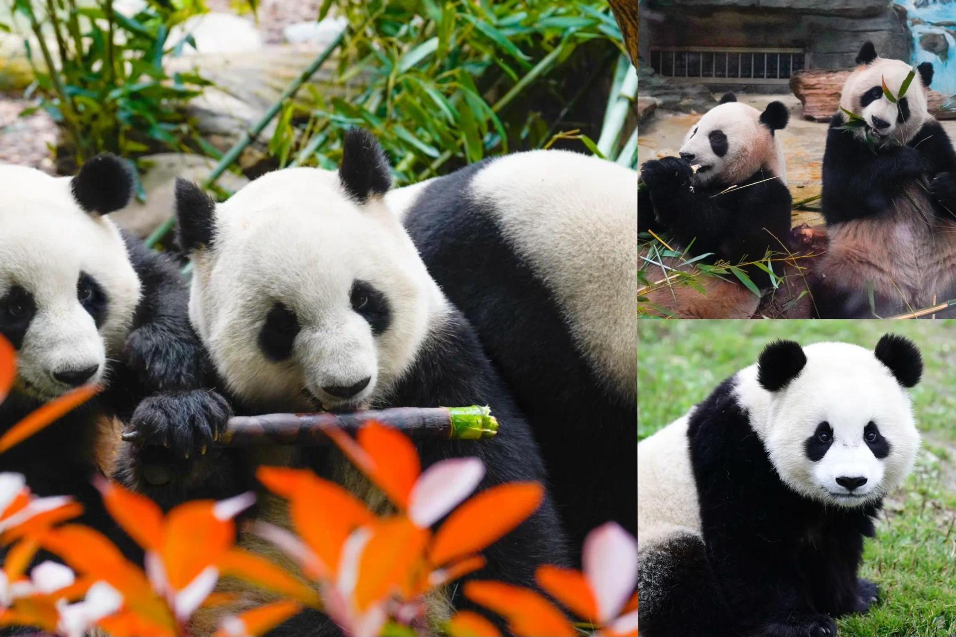 Chengdu Giant Panda: Panda Base or Shenshuping (optional) - Image 1