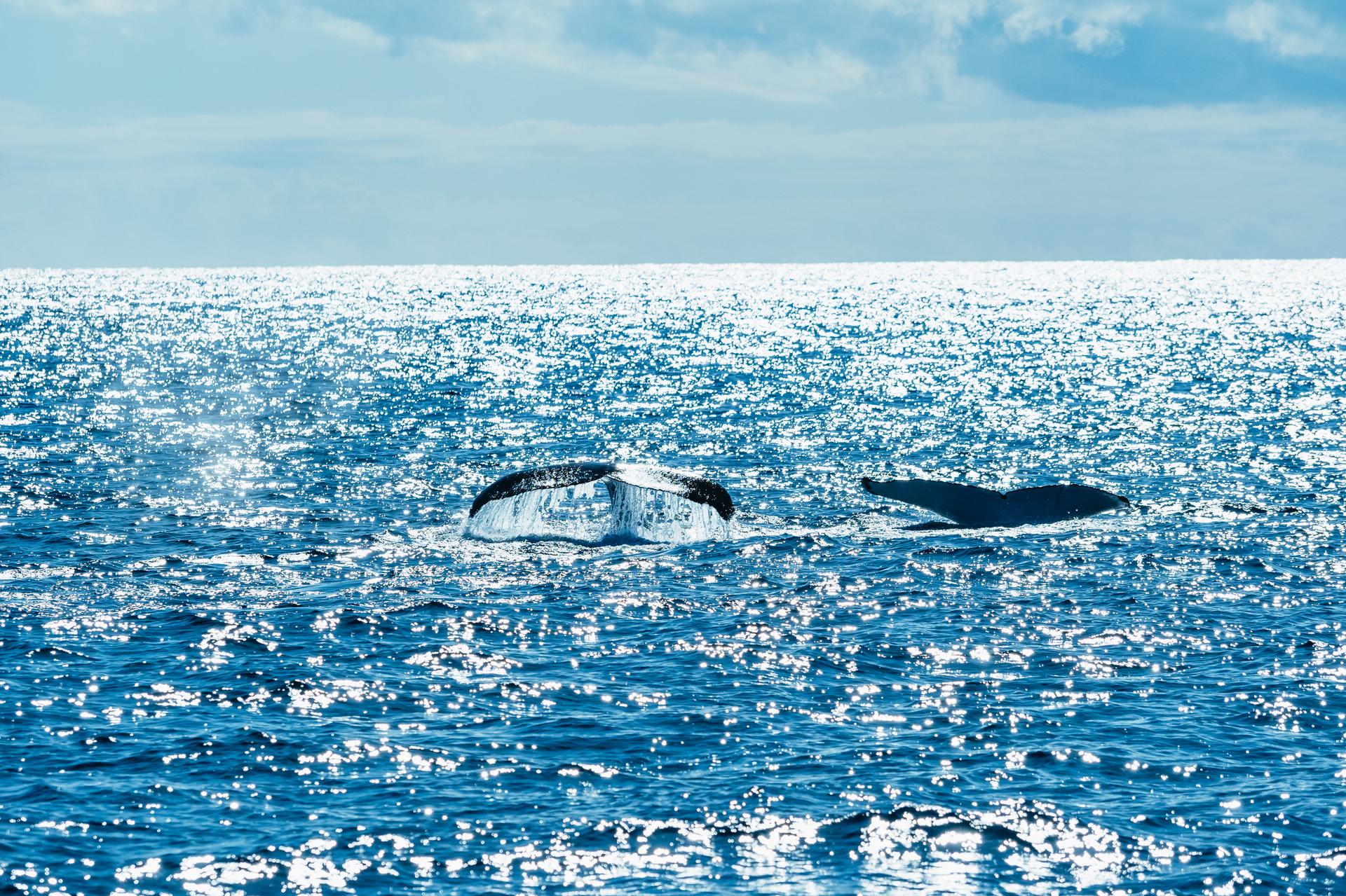 Spirit of Gold Coast 2.5-Hour Whale Watching Tour - Thumbnail 2