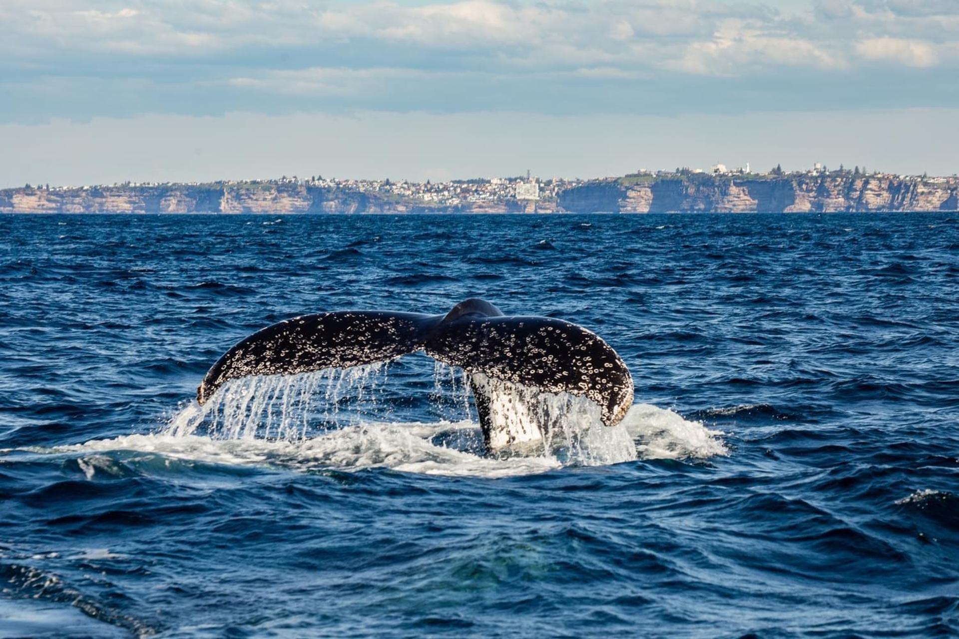 Sydney: Whale Watching Adventure Cruise - Thumbnail 2