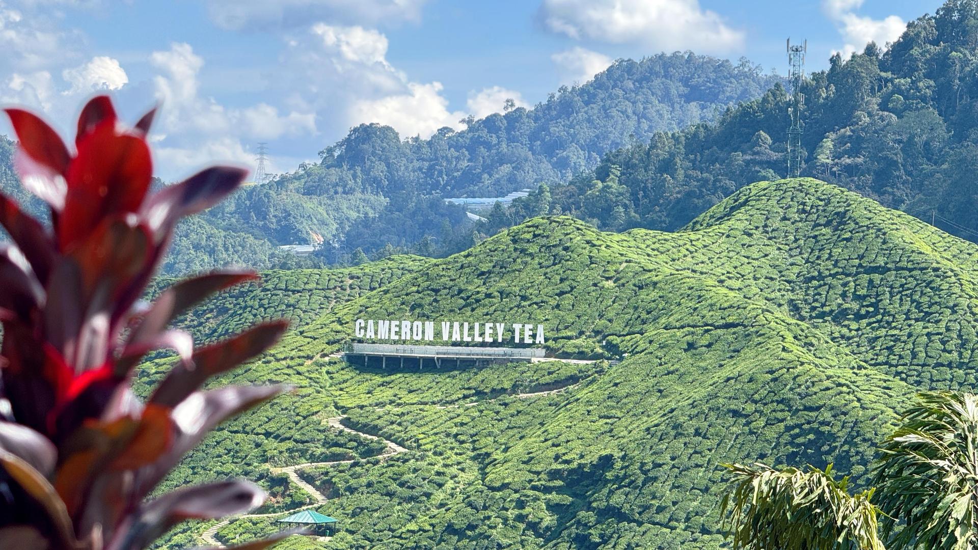 From Kuala Lumpur: Cameron Highlands Day Tour with Lunch - Image 1