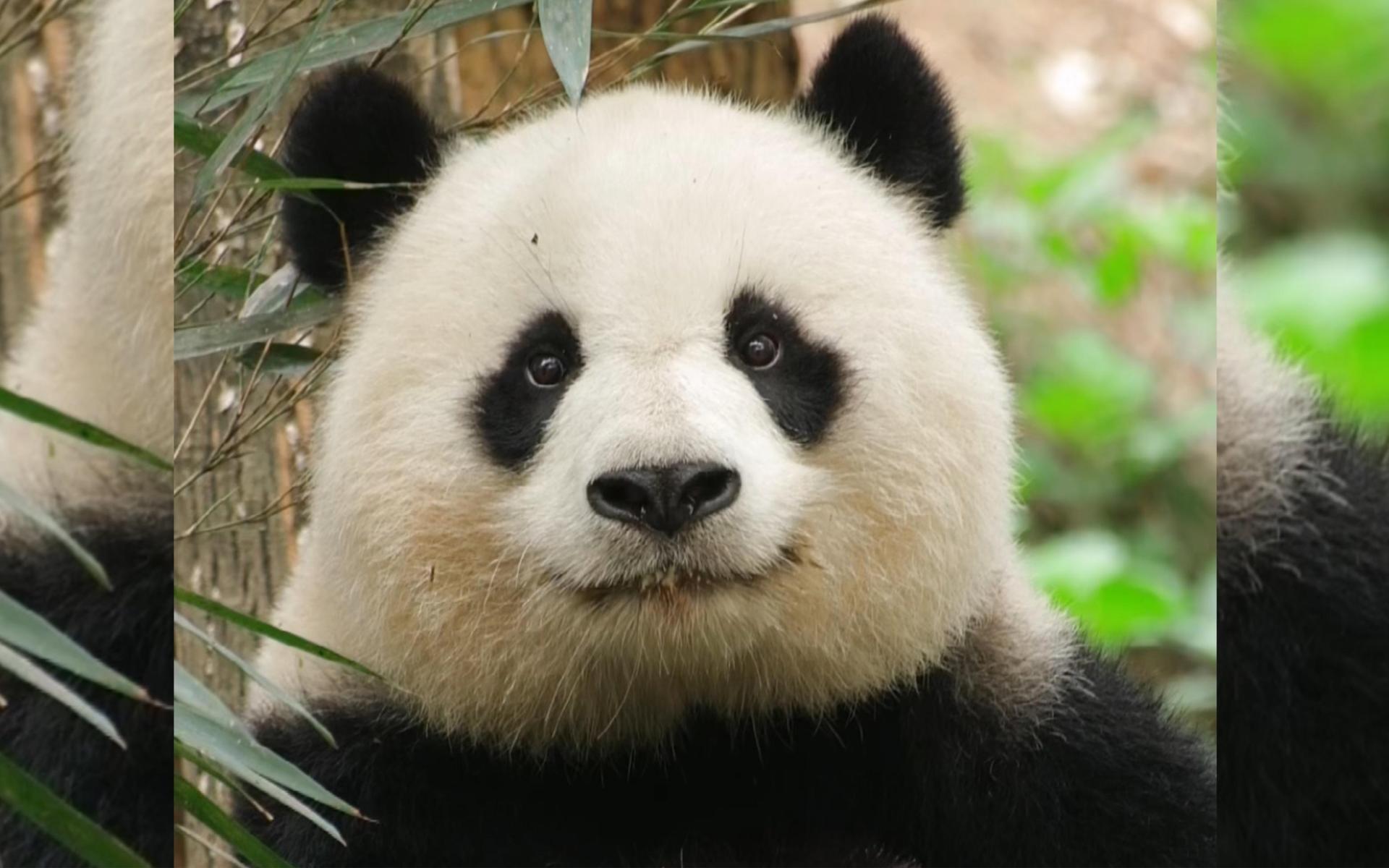 Chengdu: Panda Breeding Base Tickets Booking - Thumbnail 3