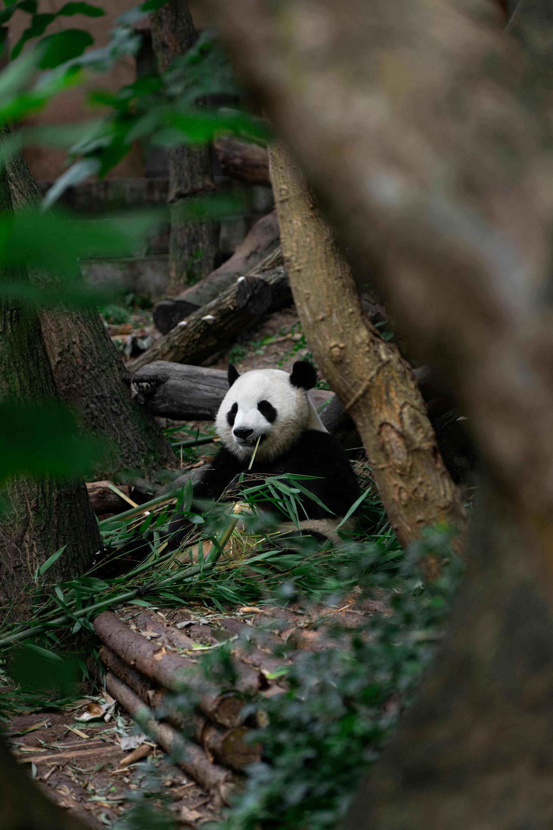 Chengdu: Half-Day Panda Base Tour with Guide Option - Image 1