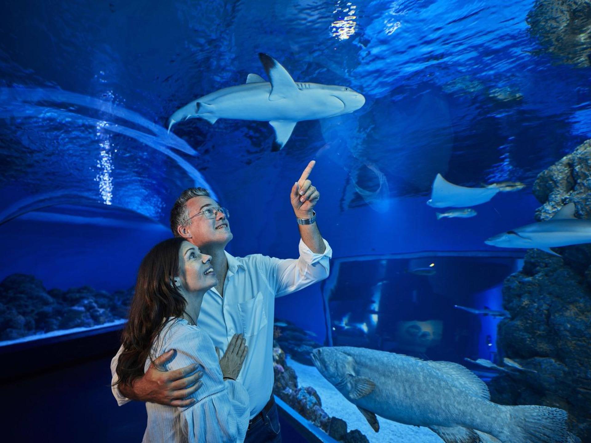 Cairns: Night at the Aquarium Guided Tour - Thumbnail 3