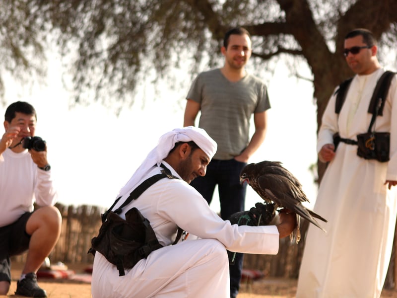 Traditional Dubai falconry experience at sunset with a falcon on a handler's glove in the desert Traditional Dubai falconry experience at sunset with a falcon on a handler's glove in the desert