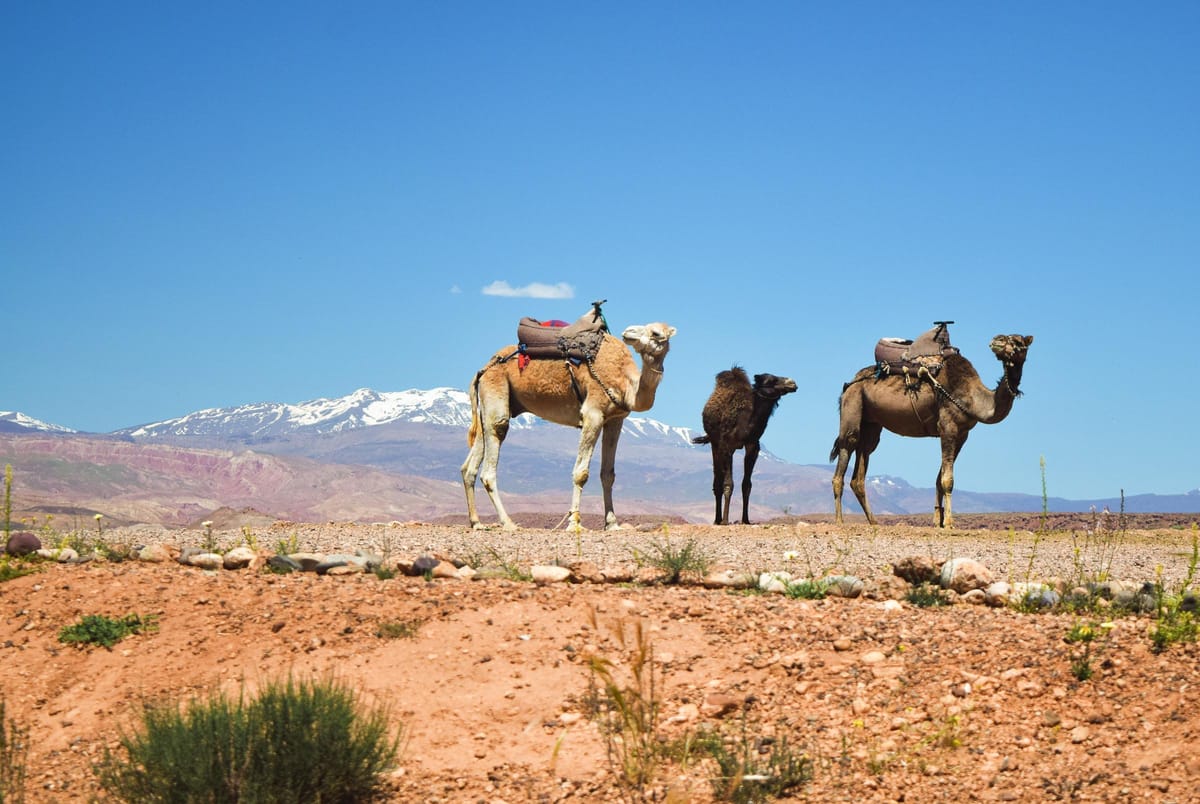 Marrakesch: Atlasgebirge und Agafay-Wüstentour mit Kamelritt — photo 2 of 15