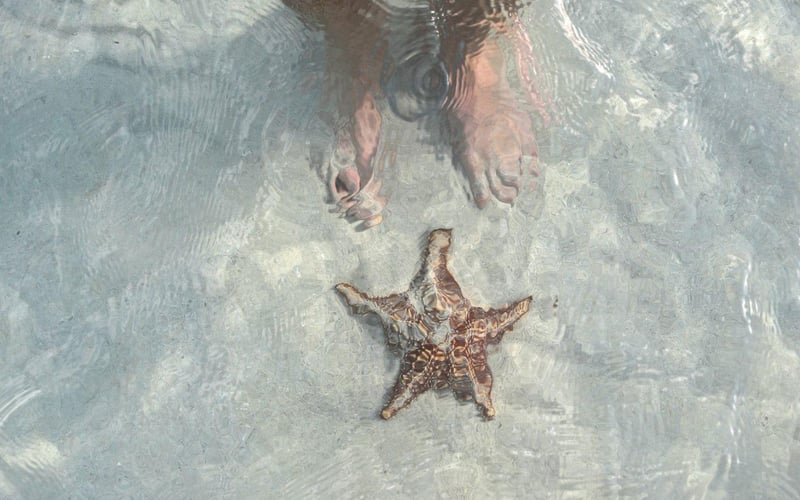 Cayman: Starfish Point, Stingray City, and Coral Gardens