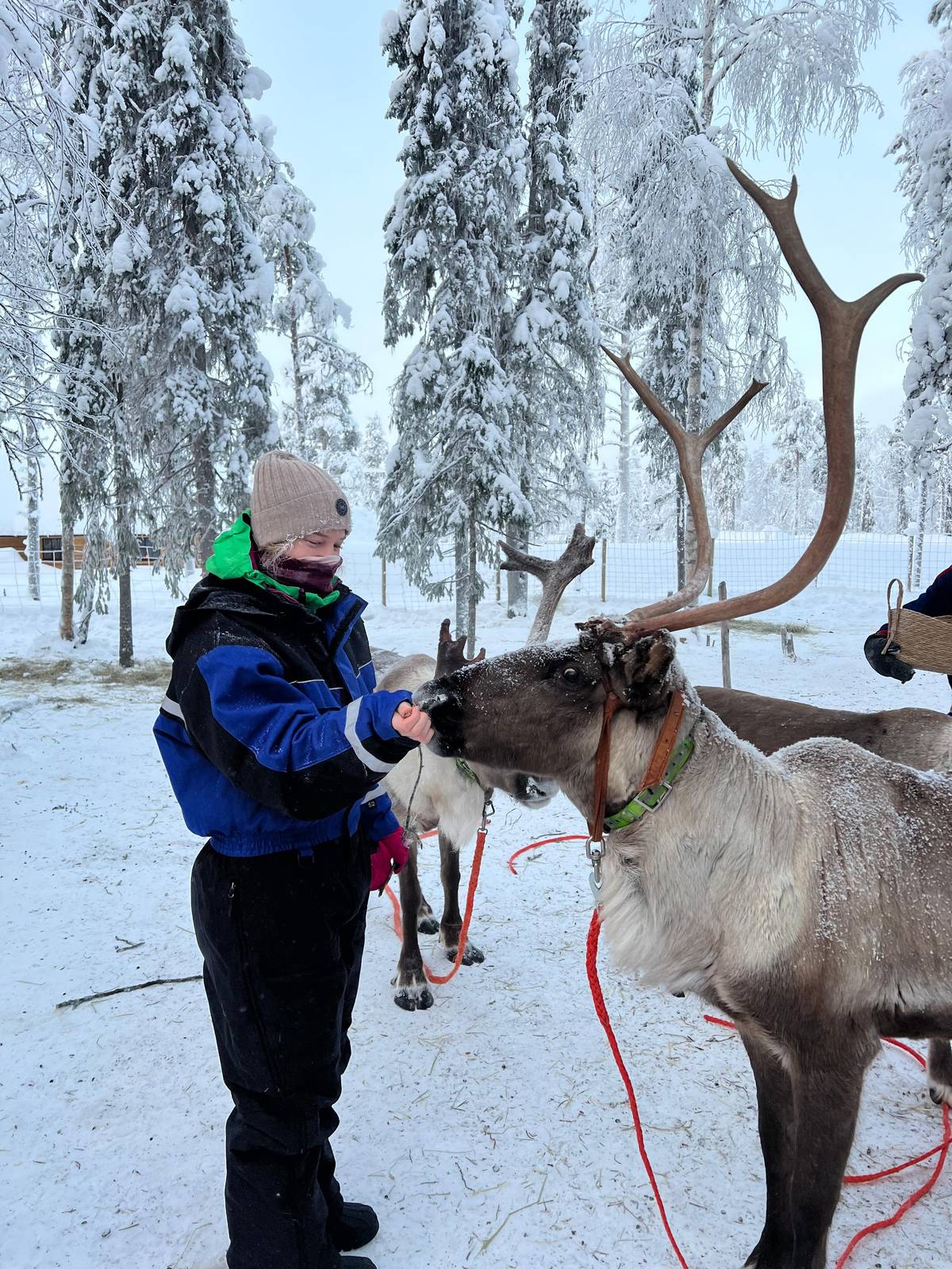 A guest feeding a reindeer with large antlers by the corral fence