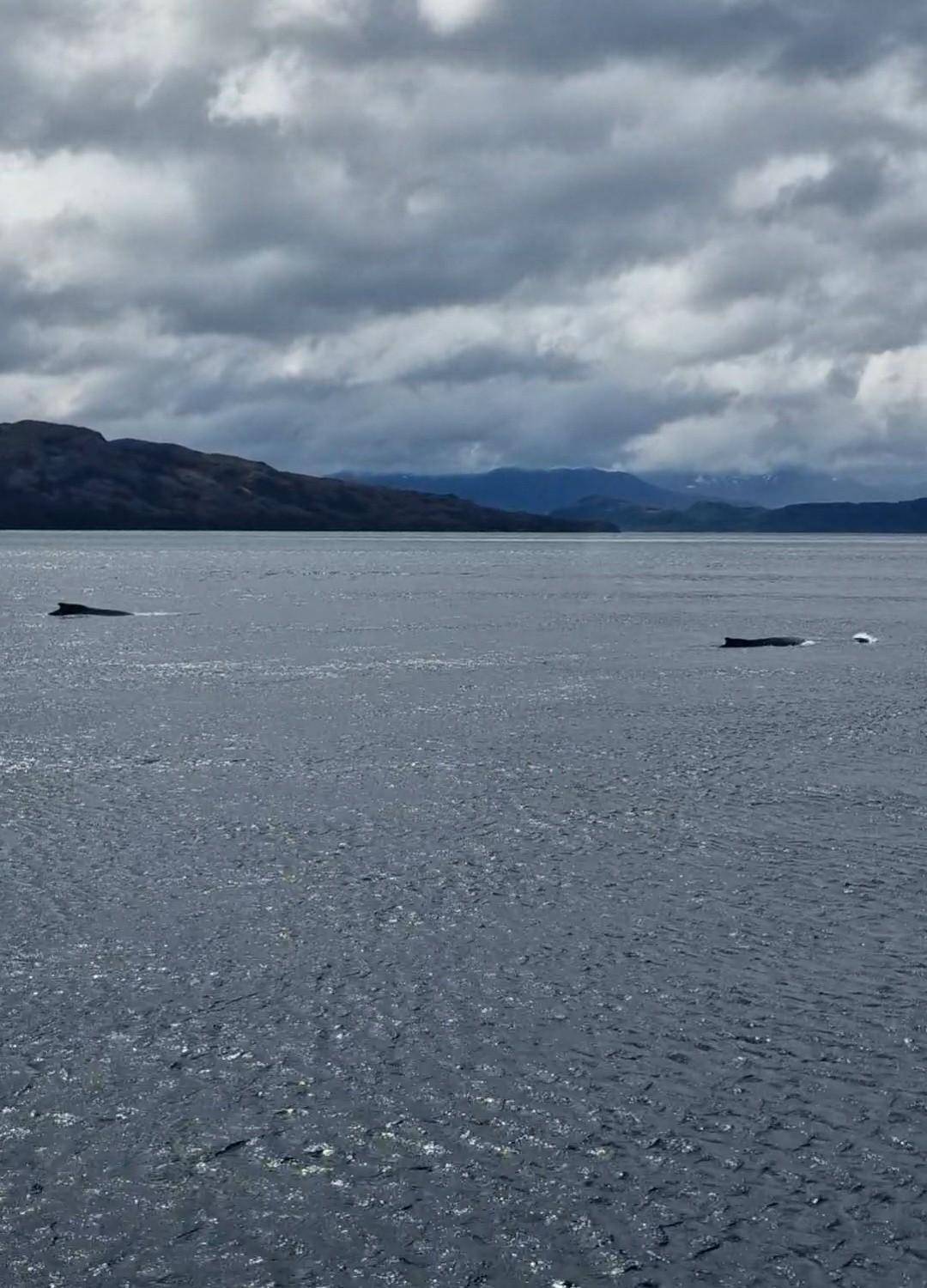 Two whales breaking the surface under grey cloud