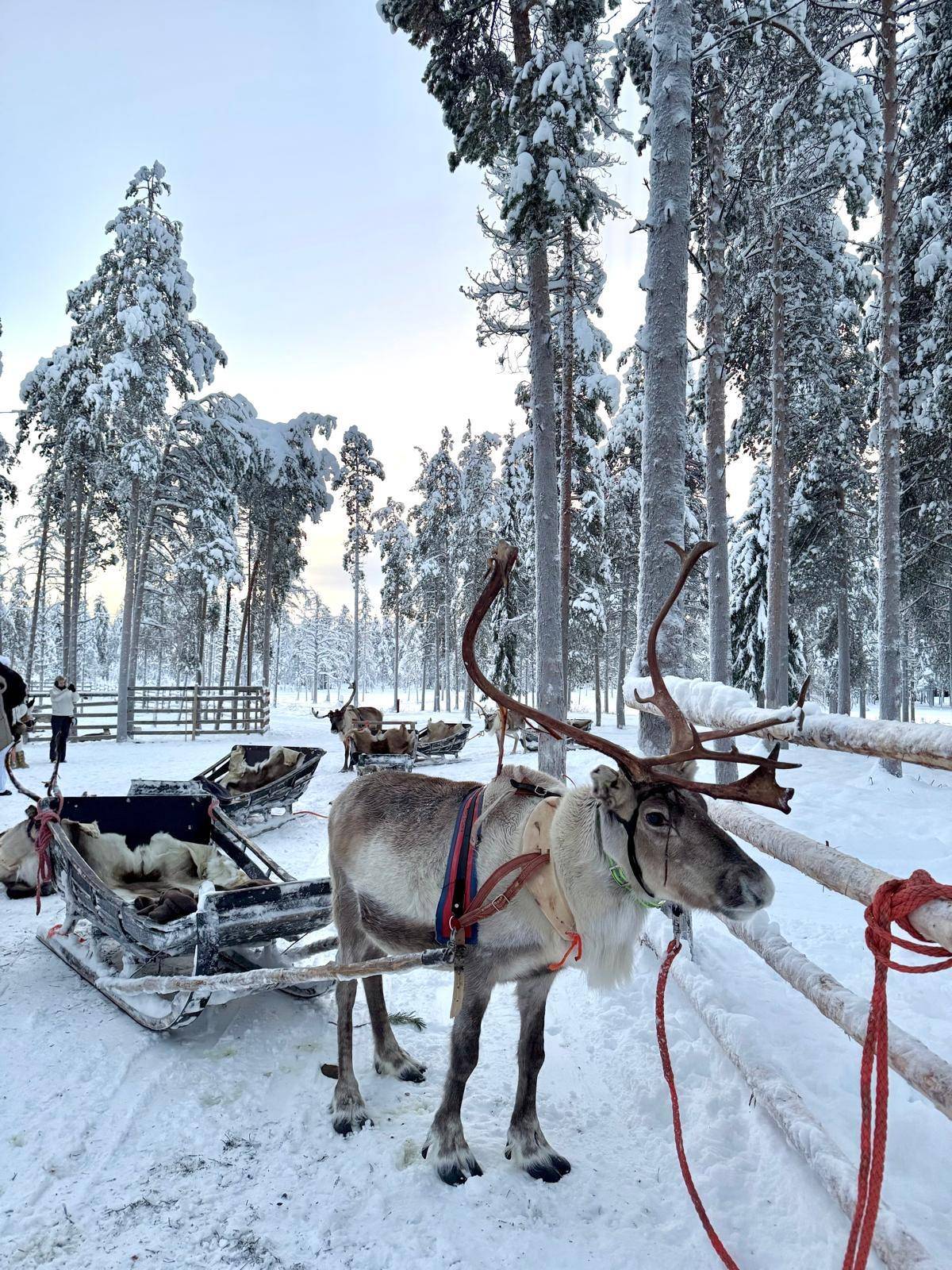 Two harnessed reindeer and their sleighs by the fence