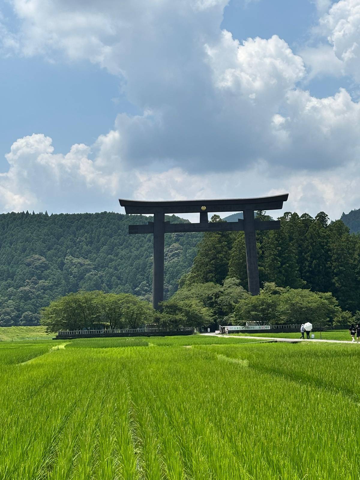 The giant torii at Oyunohara above green rice fields