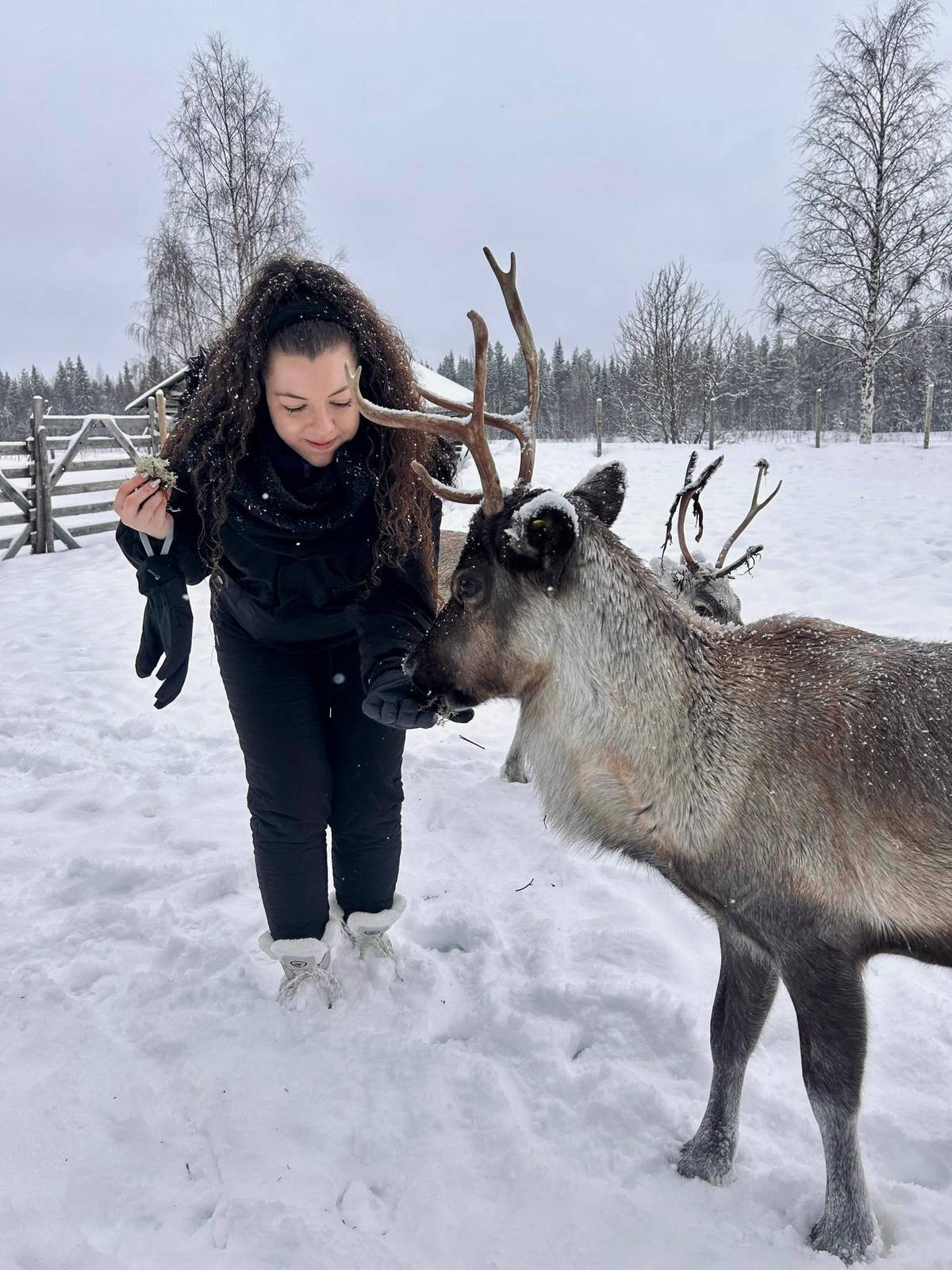 Levi: Lappish Reindeer Sled Ride 3 km