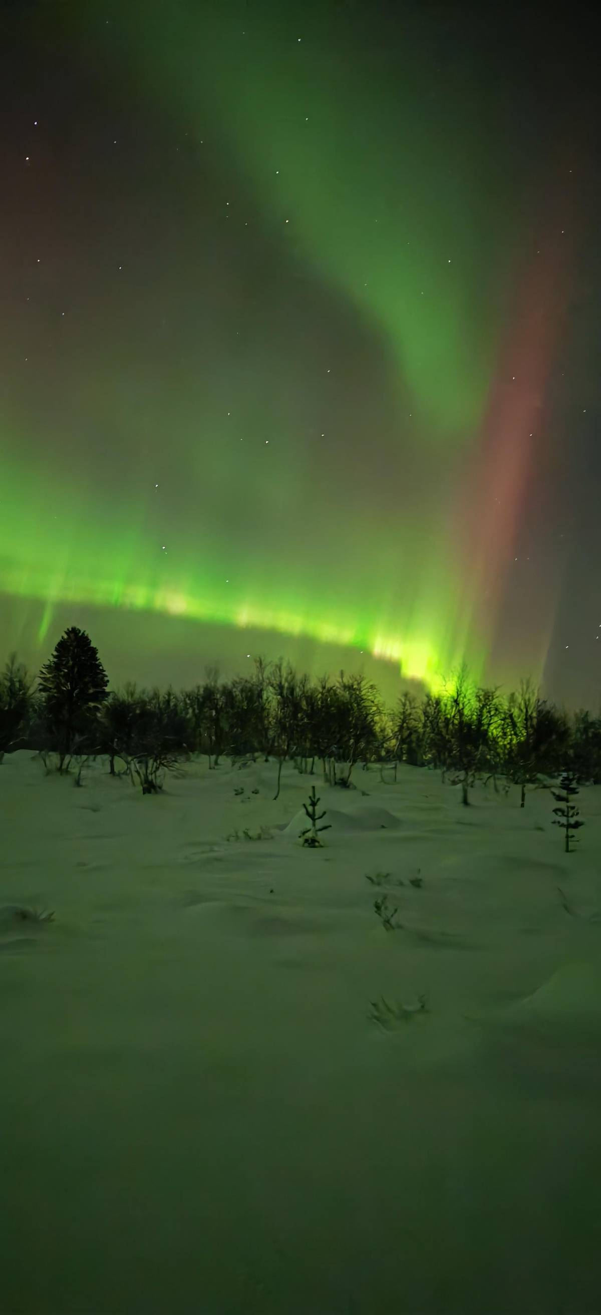 Muotkantunturi Park, Inari - Intense Northern Lights on a Lappish Sledge