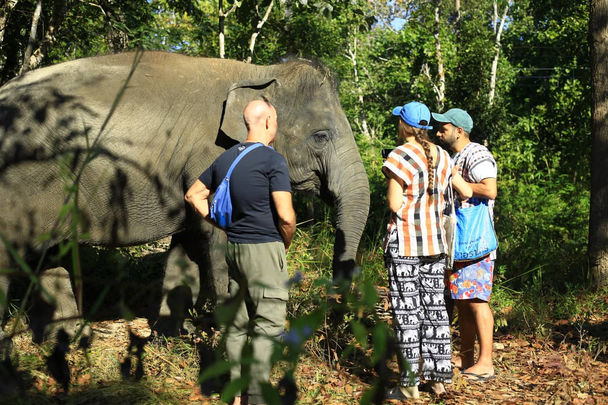 From Chiang Mai: Elephant Care Program and Nursery Tour