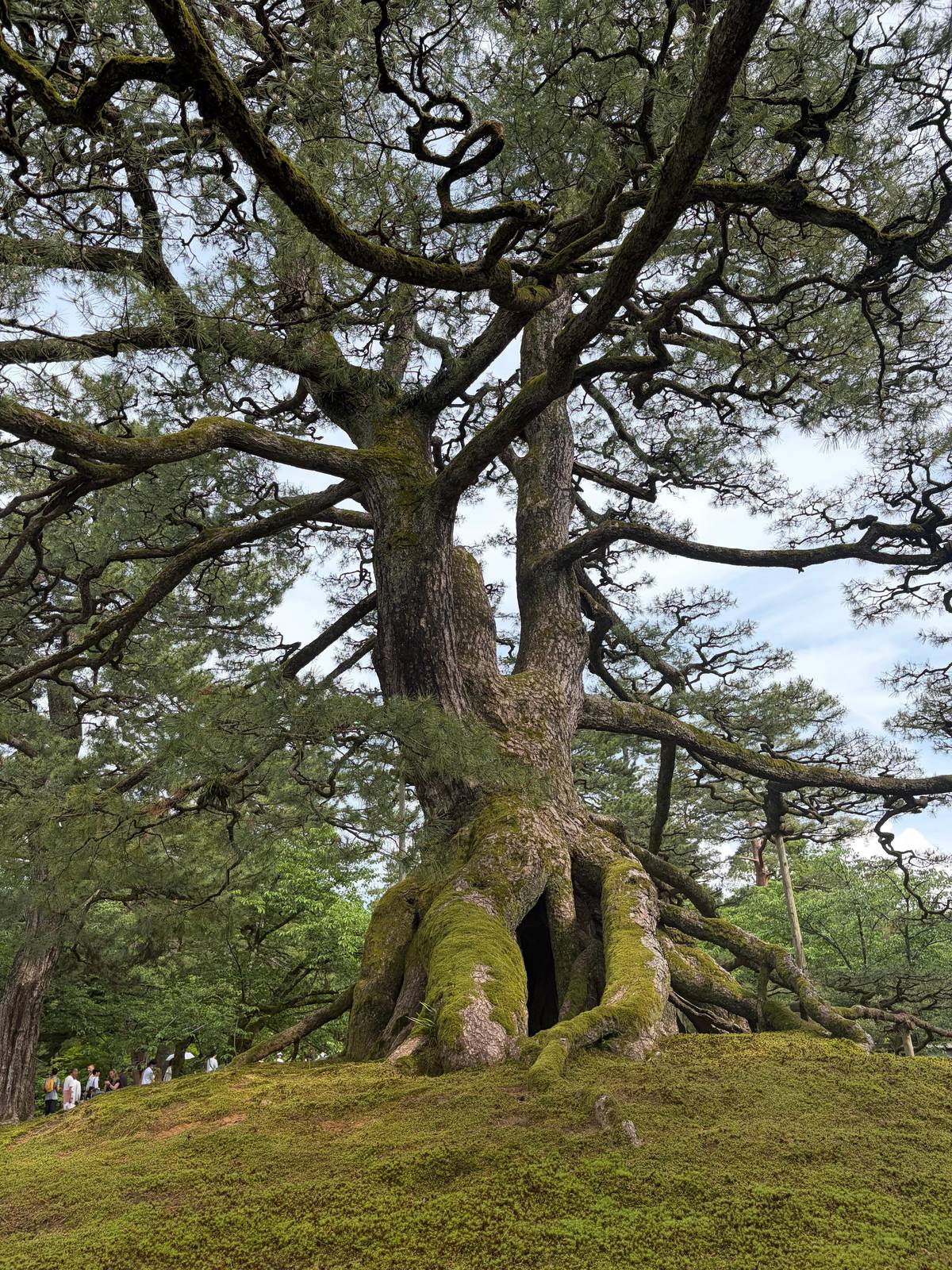 A great pine with a moss-covered trunk