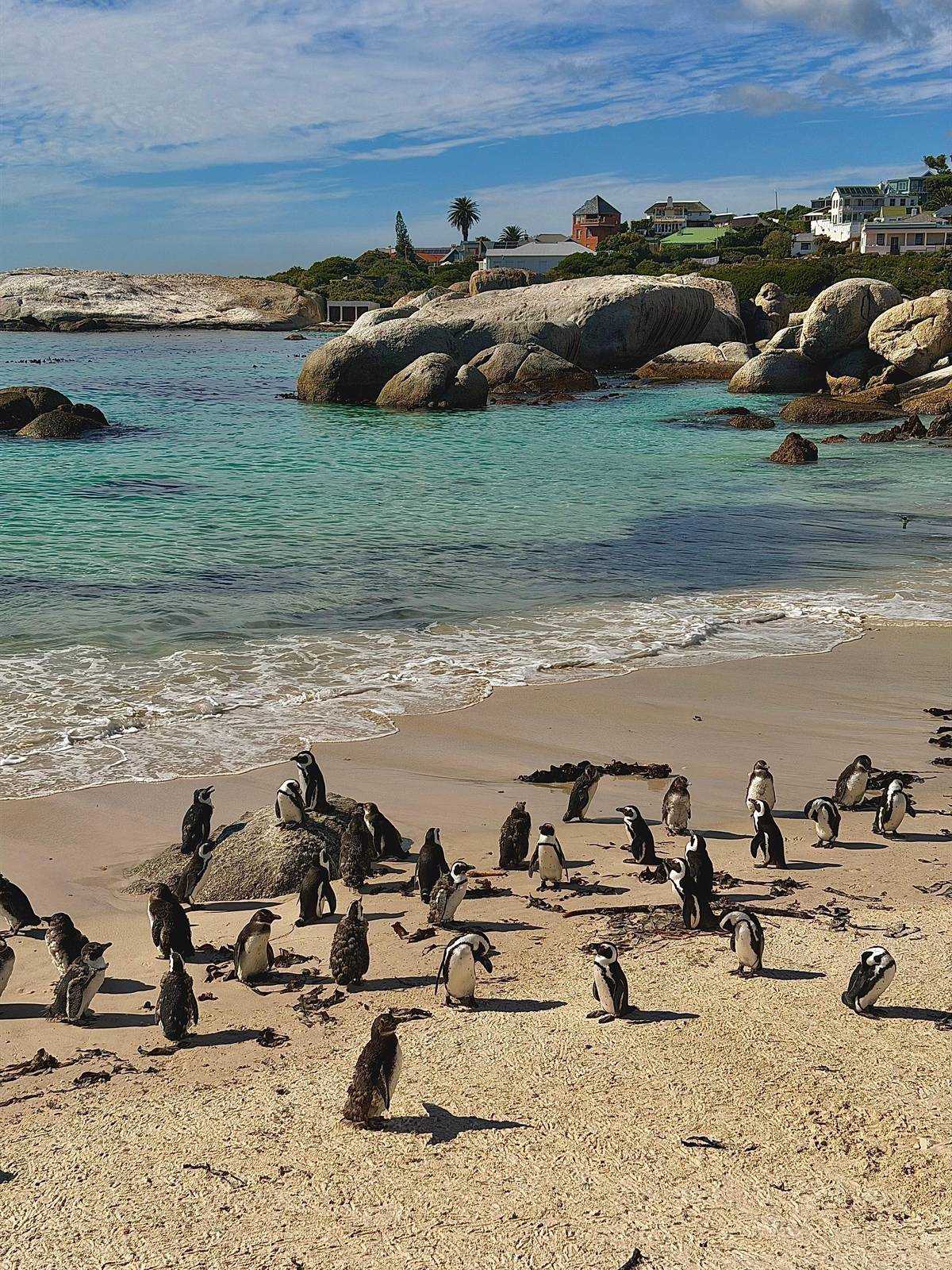 Boulders Beach, Cape Town: the penguin colony, the beaches and how to visit