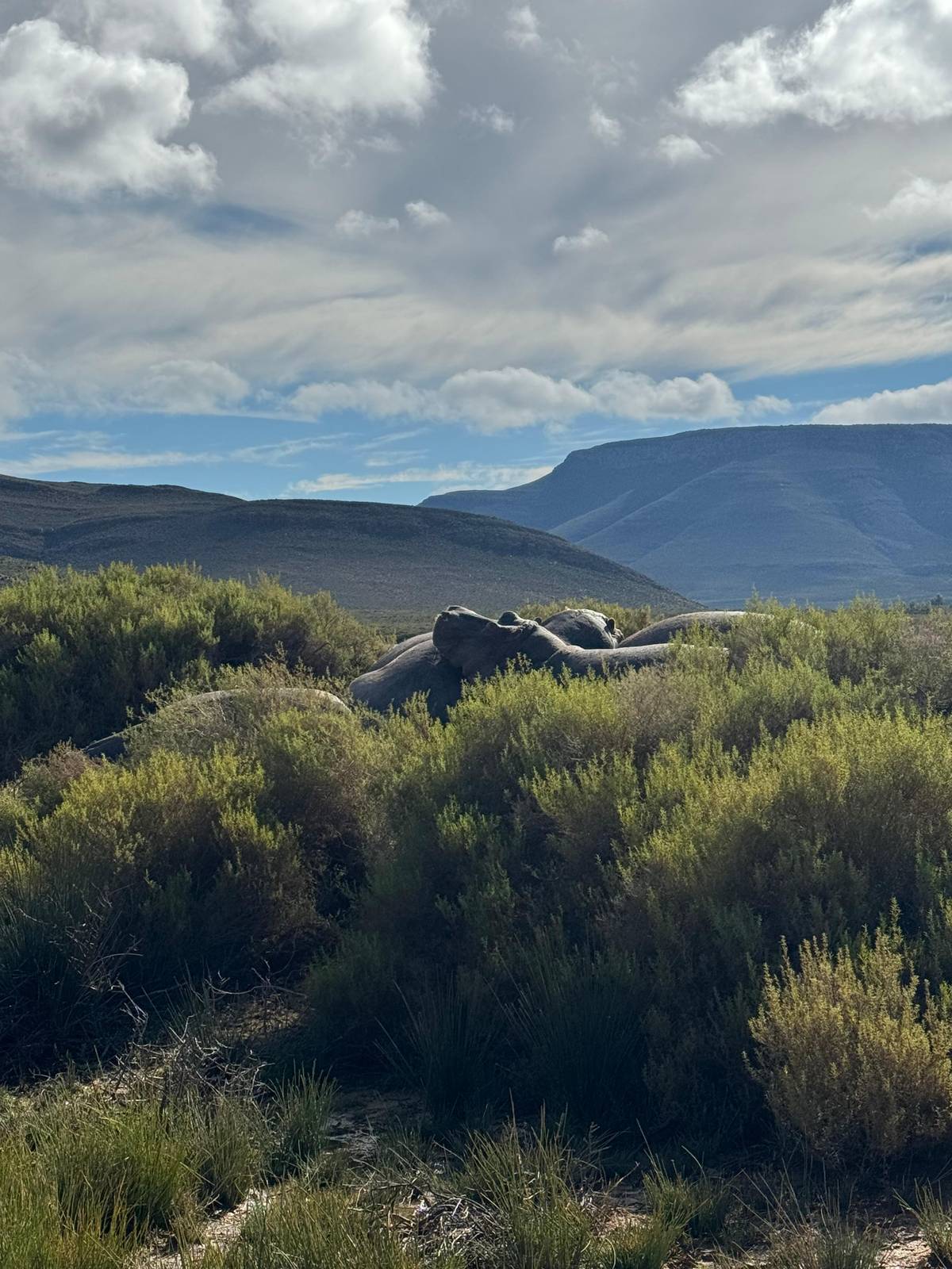 Safari near Cape Town: the Big Five reserves compared