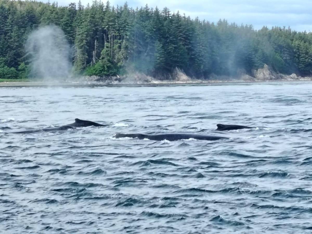 Humpbacks travelling together