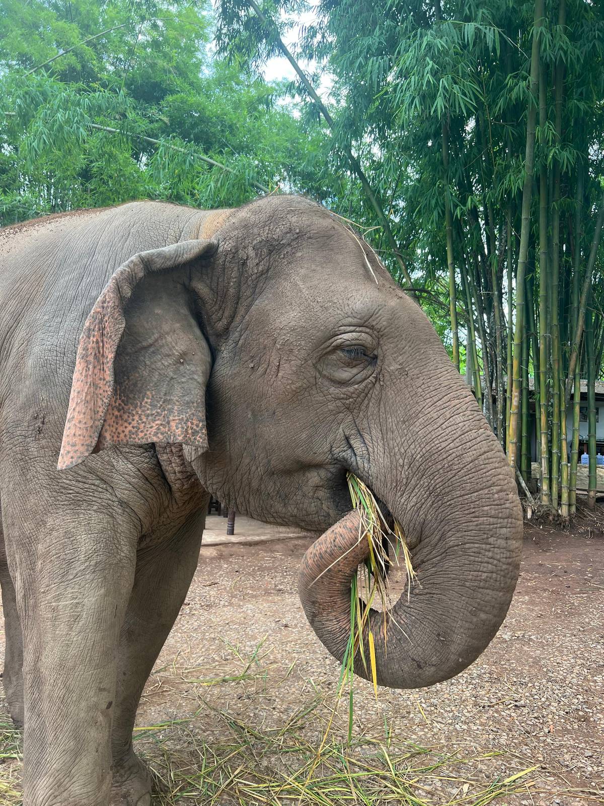 An elephant eating bamboo leaves beside a bamboo grove
