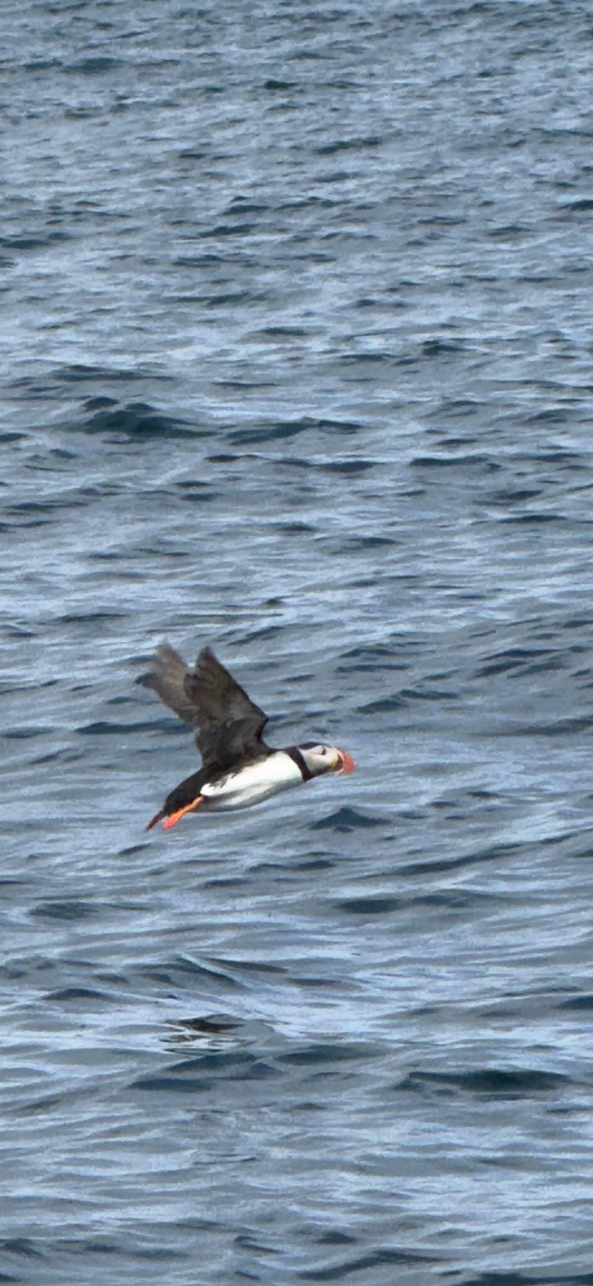 A puffin flying low over the waves