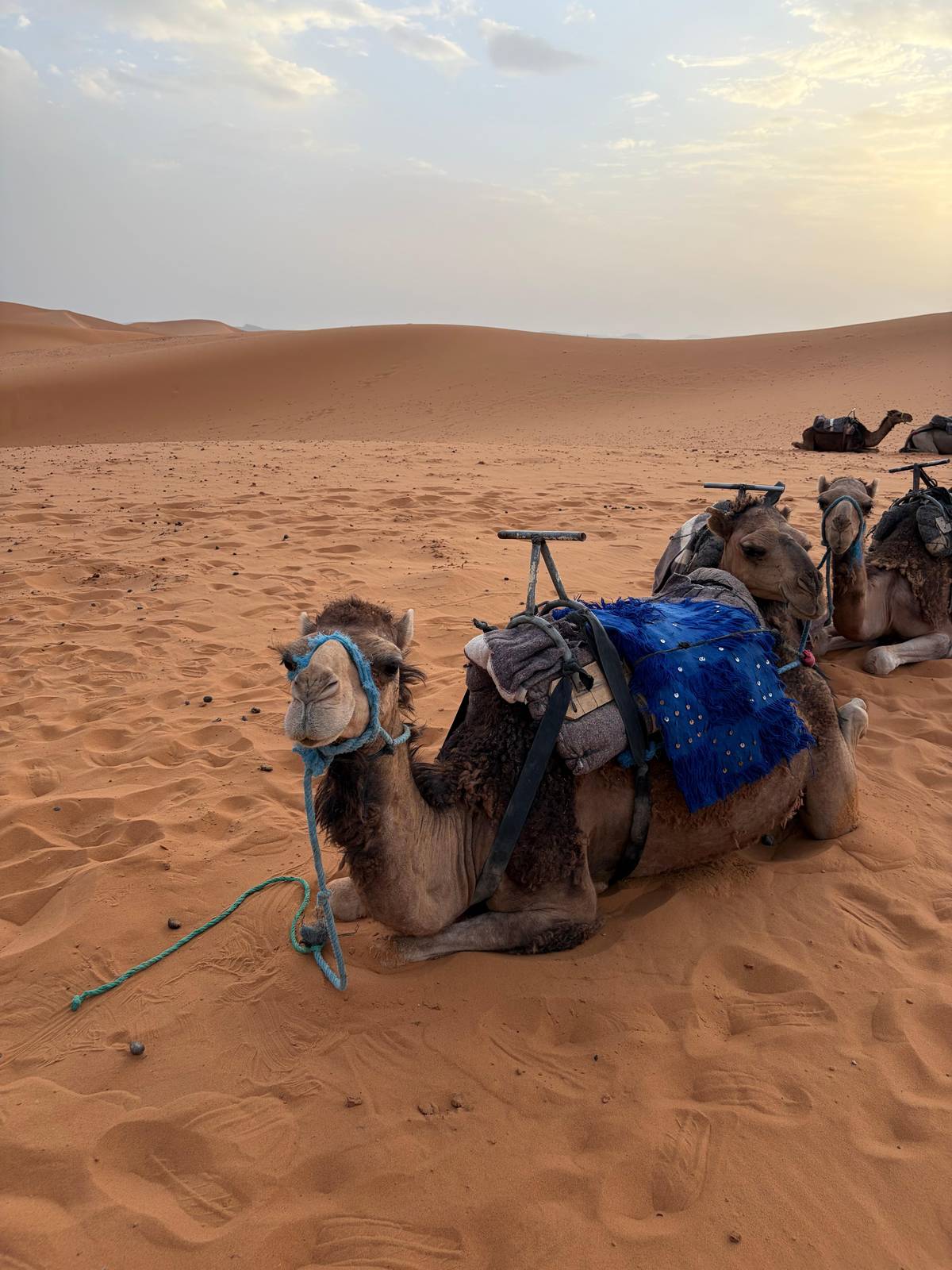 A saddled camel resting on the sand